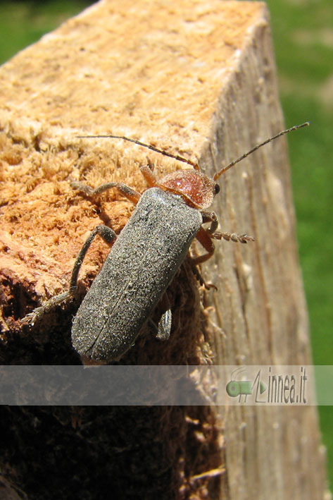 Cantharis fusca? livida